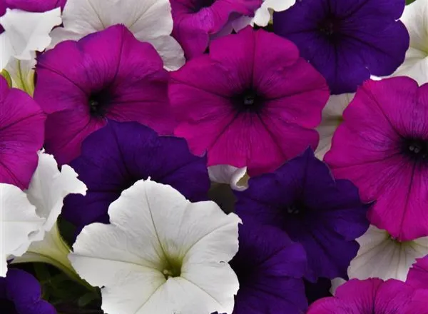 Петуния Изи Вейв Great Lakes Mixture Spreading - Petunia Easy Wave Great Lakes Mixture Spreading - Фото №1