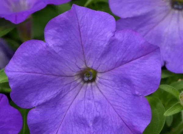 Петуния Изи Вейв Lavender Sky Blue Spreading - Petunia Easy Wave Lavender Sky Blue Spreading - Фото №1
