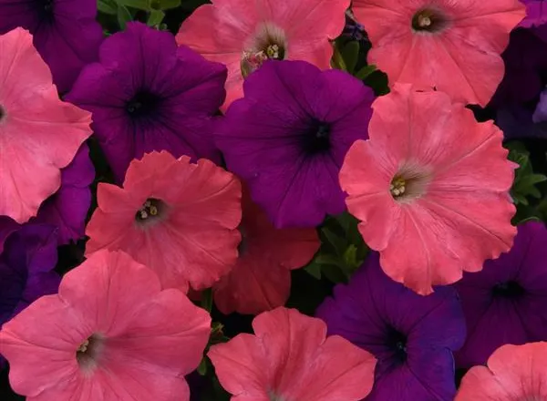 Петуния Изи Вейв Opposites Attract Mixture Spreading  - Petunia Easy Wave Opposites Attract Mixture Spreading - Фото №1