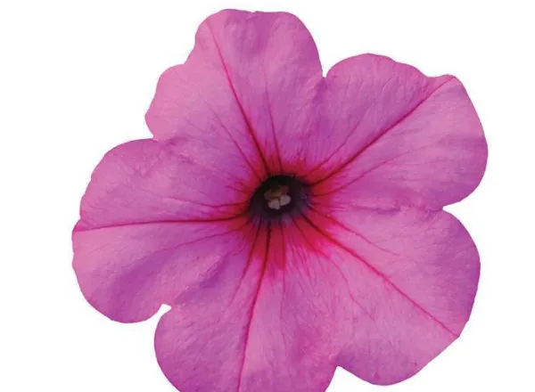 Петуния Изи Вейв Pink Passion Spreading - Petunia Easy Wave Pink Passion Spreading - Фото №1