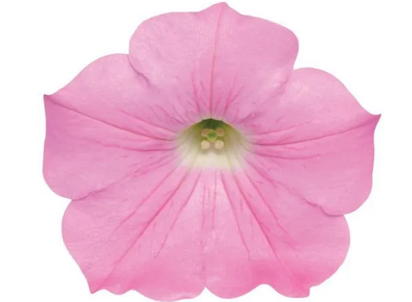 Петуния Изи Вейв Pink Spreading - Petunia Easy Wave Pink Spreading - Фото №1