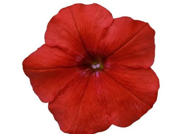 Петуния Изи Вейв Red Spreading - Petunia Easy Wave Red Spreading - Фото №1