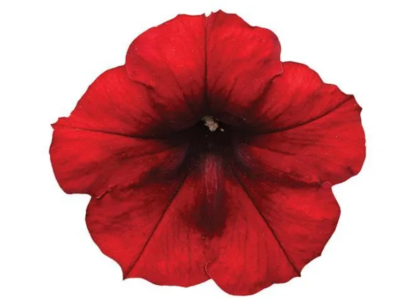 Петуния Изи Вейв Red Velour Spreading - Petunia Easy Wave Red Velour Spreading - Фото №1