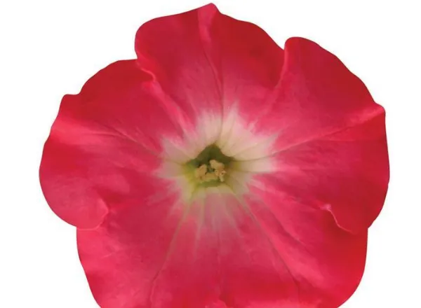 Петуния Изи Вейв Rosy Dawn Spreading - Petunia Easy Wave Rosy Dawn Spreading - Фото №1