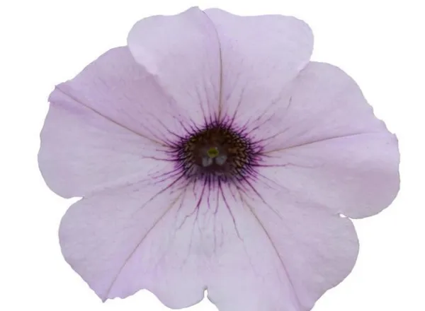 Петуния Изи Вейв Silver Spreading - Petunia Easy Wave Silver Spreading - Фото №1