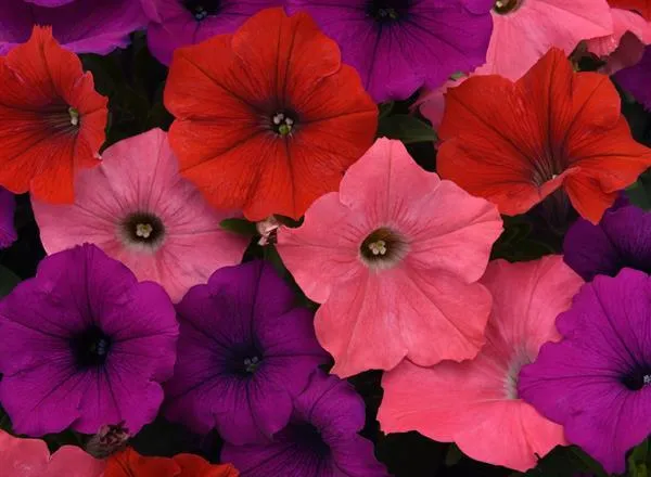 Петуния Изи Вейв South Beach Mixture Spreading - Petunia Easy Wave South Beach Mixture Spreading - Фото №1