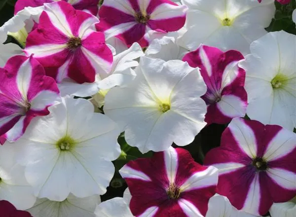 Петуния Изи Вейв Starfish Mixture Spreading - Petunia Easy Wave Starfish Mixture Spreading - Фото №1