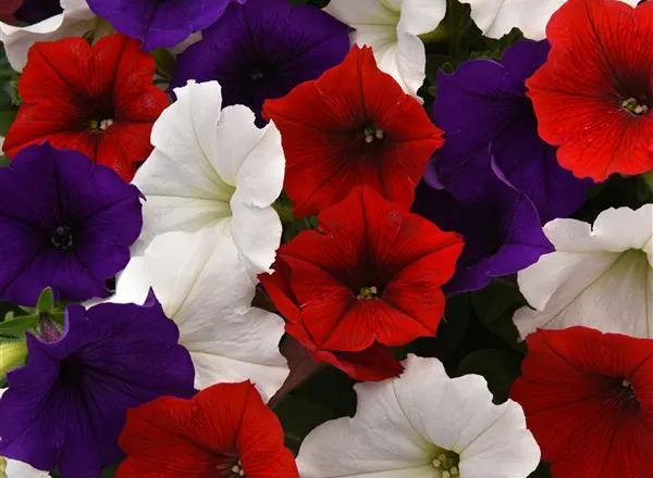 Петуния Изи Вейв The Flag Mixture Spreading - Petunia Easy Wave The Flag Mixture Spreading - Фото №1