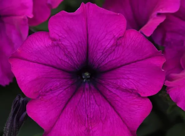 Петуния Изи Вейв Violet Spreading - Petunia Easy Wave Violet Spreading - Фото №1