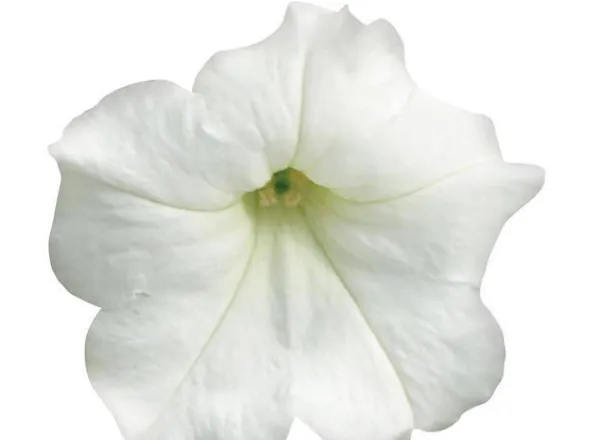 Петуния Изи Вейв White Spreading - Petunia Easy Wave White Spreading - Фото №1