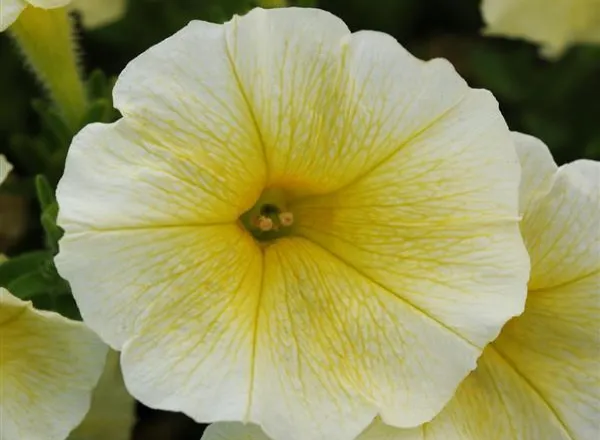 Петуния Изи Вейв Yellow Spreading - Petunia Easy Wave Yellow Spreading - Фото №1