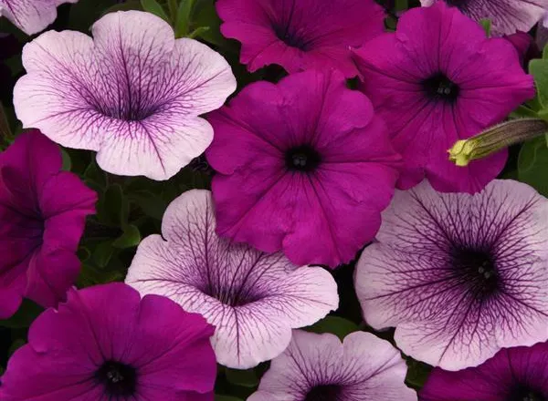 Петуния Изи Вейв Plum Pudding Mixture Spreading - Petunia Easy Wave® Plum Pudding Mixture Spreading - Фото №1