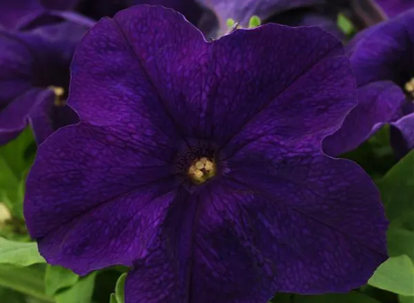 Петуния Из Ридер Blue  - PETUNIA EZ RIDER BLUE - Фото №1
