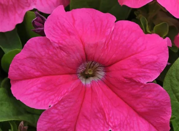 Петуния Из Ридер Deep Pink - PETUNIA EZ RIDER DEEP PINK - Фото №1