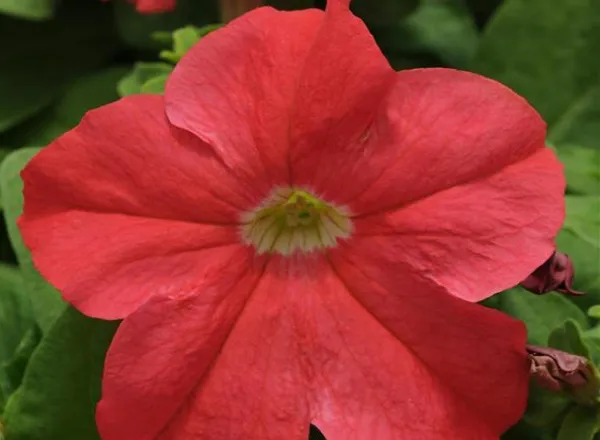 Петуния Из Ридер Deep Salmon - PETUNIA EZ RIDER DEEP SALMON - Фото №1