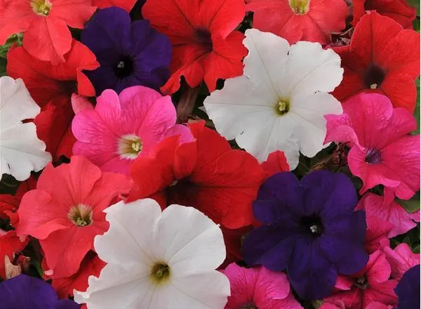 Петуния Из Ридер Микс  - PETUNIA EZ RIDER MIXTURE - Фото №1