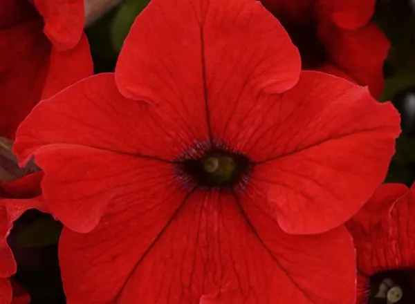 Петуния Из Ридер Ред - PETUNIA EZ RIDER RED - Фото №1