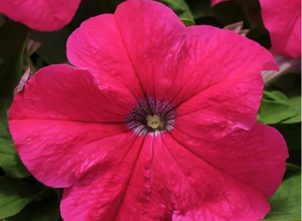Петуния Из Ридер Роуз - PETUNIA EZ RIDER ROSE - Фото №1