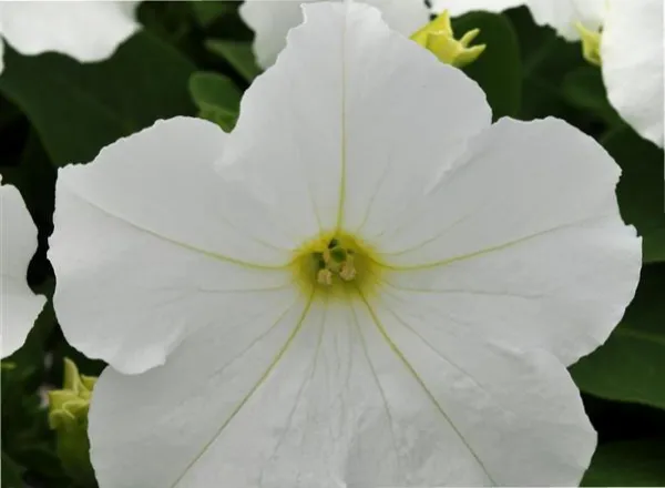 Петуния Из Ридер White - PETUNIA EZ RIDER WHITE - Фото №1