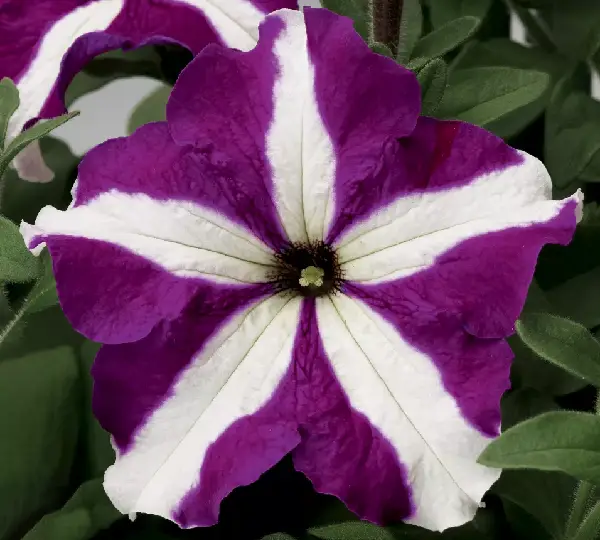 Петуния Тритуния Пурпурная Звезда - Petunia grandiflora F1 TriTunia Purple Star - Фото №1