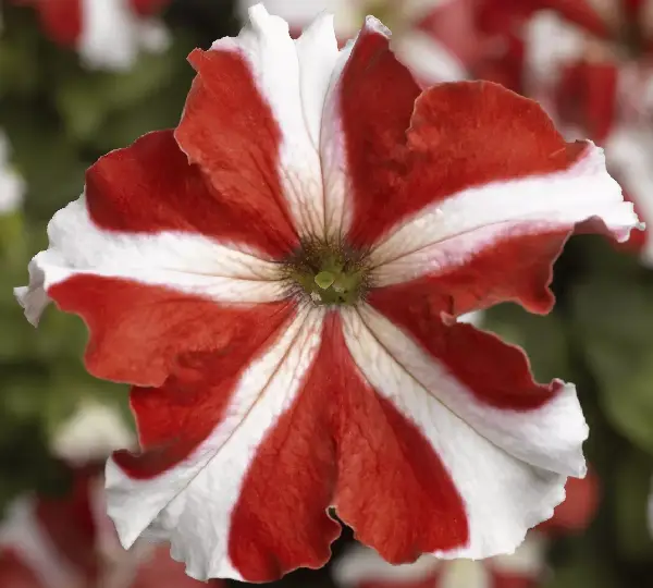 Петуния Тритуния Красная Звезда - Petunia grandiflora F1 TriTunia Red Star - Фото №1
