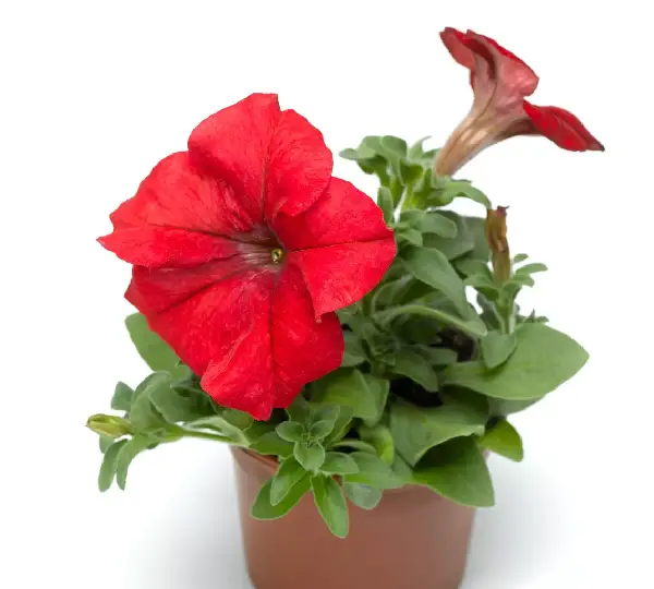 Петуния Тритуния Красная - Petunia grandiflora F1 TriTunia Red - Фото №2