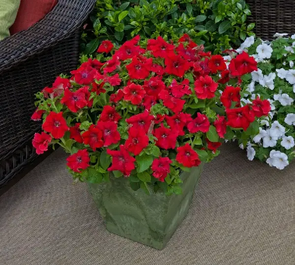 Петуния Тритуния Красная - Petunia grandiflora F1 TriTunia Red - Фото №3