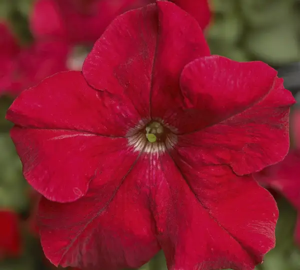 Петуния Тритуния Красная - Petunia grandiflora F1 TriTunia Red - Фото №1