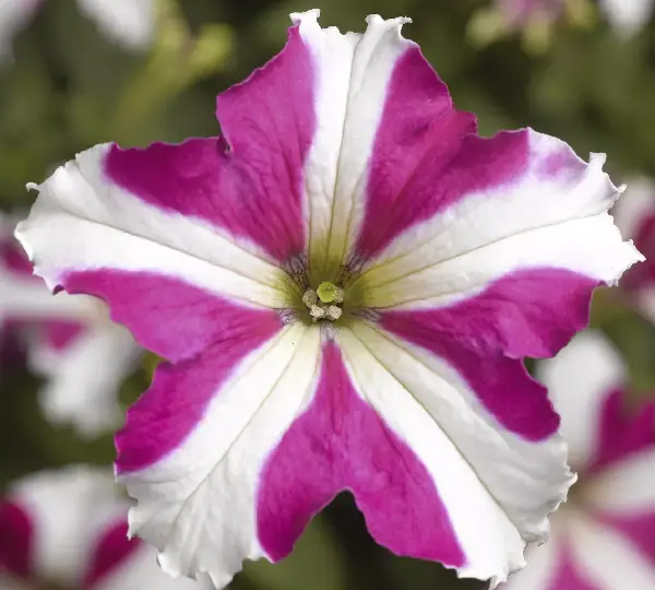 Петуния Тритуния Розовая Звезда - Petunia grandiflora F1 TriTunia Rose Star - Фото №1