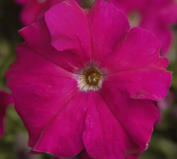 Петуния Тритуния Розовая - Petunia grandiflora F1 TriTunia Rose - Фото №1