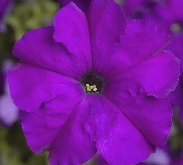 Петуния Тритуния Фиолетовая - Petunia grandiflora F1 TriTunia Violet - Фото №1