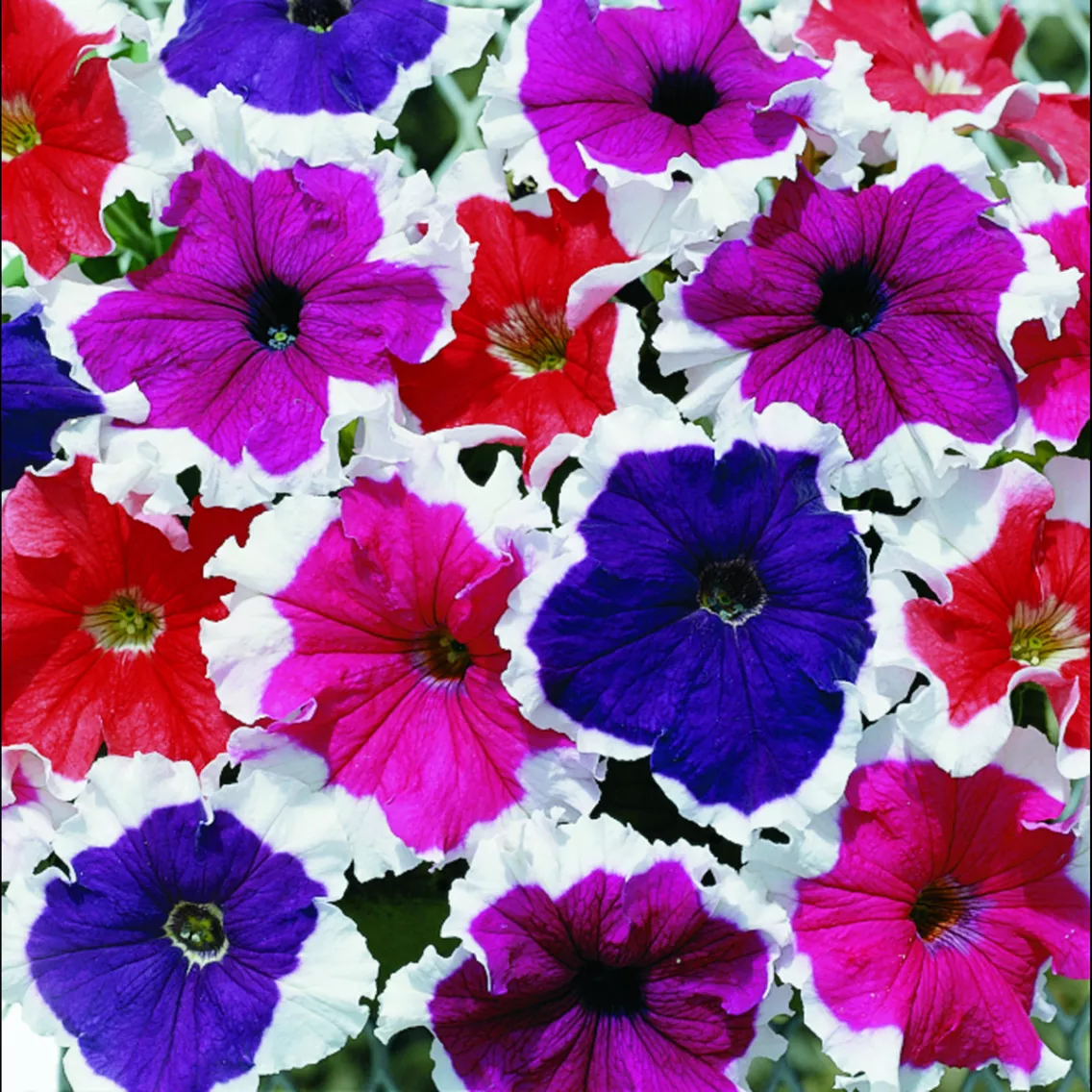 Петуния Фрост Смесь - Petunia grandiflora Frost Mix - Фото №1