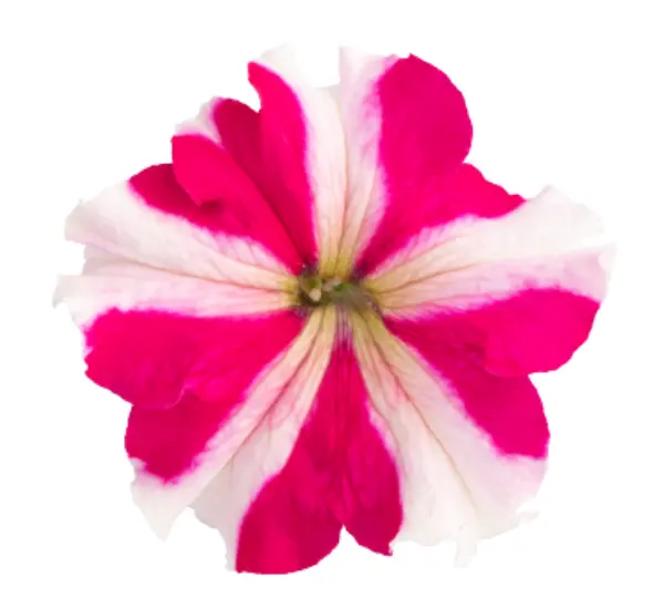 Петуния гибридная мультифлора Селебрити Роуз Стар F1 - Petunia hybrida F1 multiflora Celebrity Rose Star - Фото №2