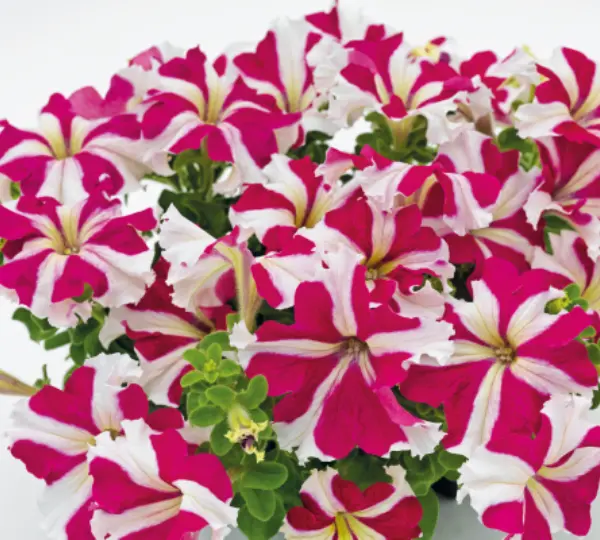 Петуния гибридная мультифлора Селебрити Роуз Стар F1 - Petunia hybrida F1 multiflora Celebrity Rose Star - Фото №1