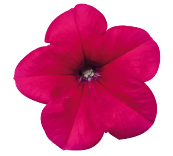 Петуния гибридная мультифлора Селебрити Роуз F1 - Petunia hybrida multiflora Celebrity Rose F1  - Фото №2