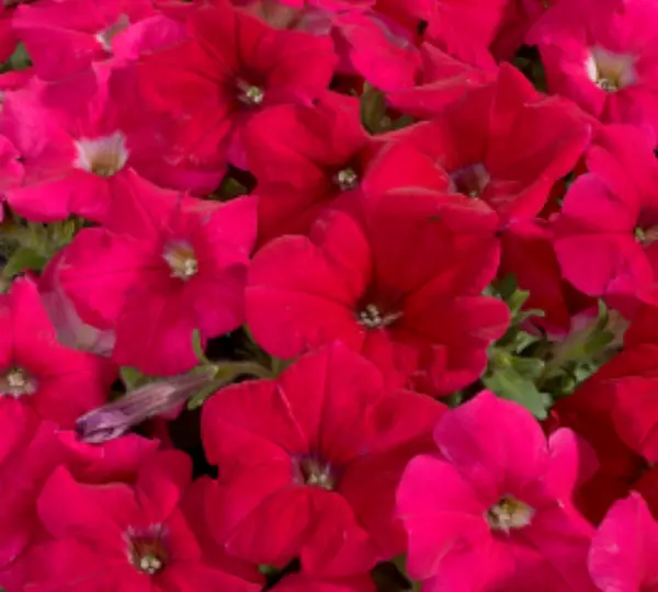 Петуния гибридная мультифлора Селебрити Роуз F1 - Petunia hybrida multiflora Celebrity Rose F1  - Фото №1