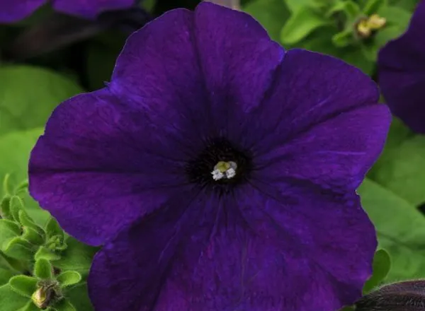 Петуния Ло Ридер Blue - PETUNIA LO RIDER BLUE - Фото №1