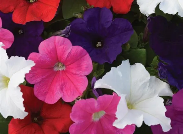 Петуния Ло Ридер Микс  - PETUNIA LO RIDER MIXTURE - Фото №1