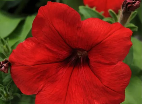 Петуния Ло Ридер Ред - PETUNIA LO RIDER RED - Фото №1