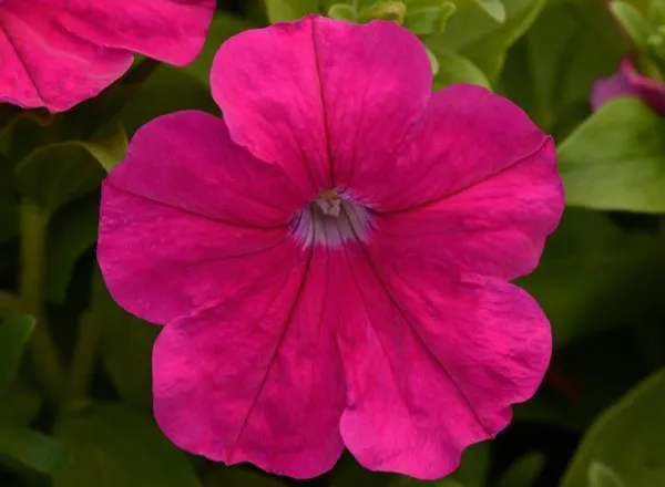 Петуния Ло Ридер Роуз - PETUNIA LO RIDER ROSE - Фото №1