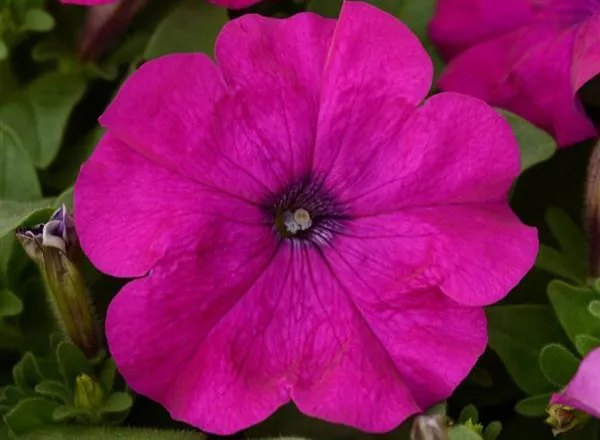 Петуния Ло Ридер Виолет  - PETUNIA LO RIDER VIOLET - Фото №1