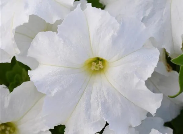 Петуния Ло Ридер White - PETUNIA LO RIDER WHITE - Фото №1