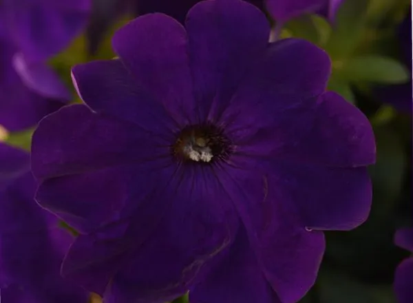 Петуния Мираж Blue - PETUNIA MIRAGE BLUE - Фото №1
