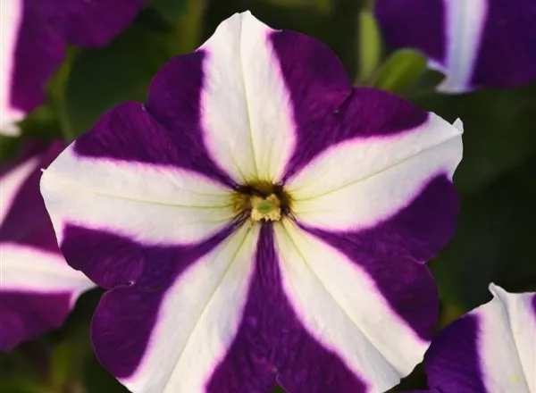 Петуния Мираж Blue Star - PETUNIA MIRAGE BLUE STAR - Фото №1