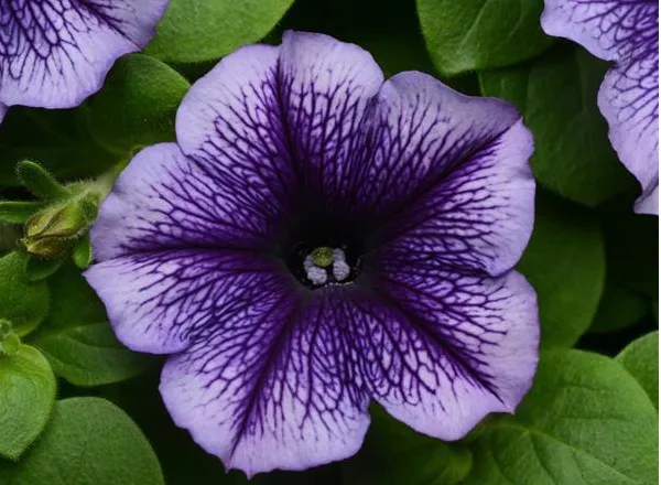 Петуния Мираж Blue Vein - PETUNIA MIRAGE BLUE VIEN - Фото №1