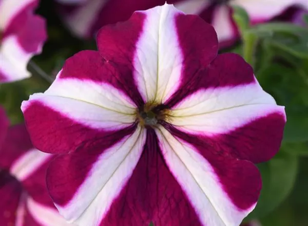 Петуния Мираж Бургунди Стар  - PETUNIA MIRAGE BURGUNDY STAR - Фото №1