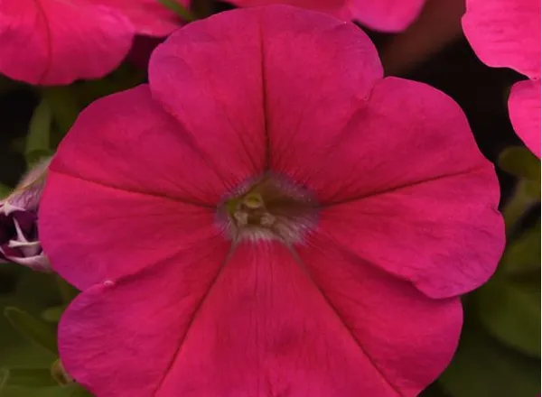 Петуния Мираж Deep Rose  - PETUNIA MIRAGE DEEP ROSE - Фото №1