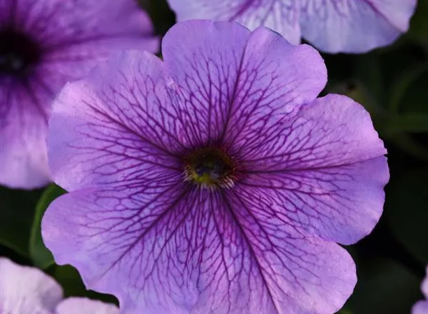 Петуния Мираж Лаванда  - PETUNIA MIRAGE LAVANDER - Фото №1