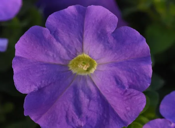 Петуния Мираж Light Blue - PETUNIA MIRAGE LIGHT BLUE - Фото №1