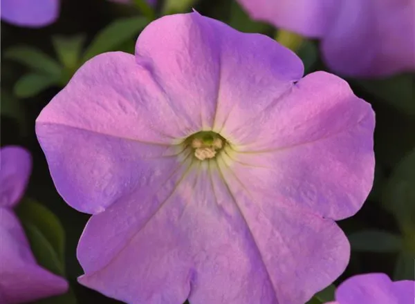 Петуния Мираж Сирень - PETUNIA MIRAGE LILAC - Фото №1
